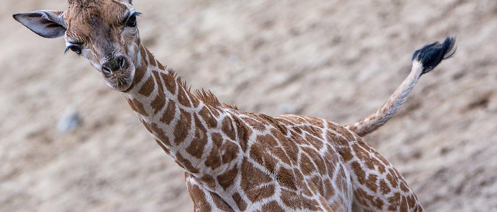 Giraffen-Bulle Mojo erkundete erstmals das Außengehege des Schweriner Zoos.