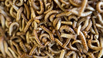 Anders als in Deutschland sind in vielen Ländern weltweit Insekten auf dem Teller nichts Ungewöhnliches.