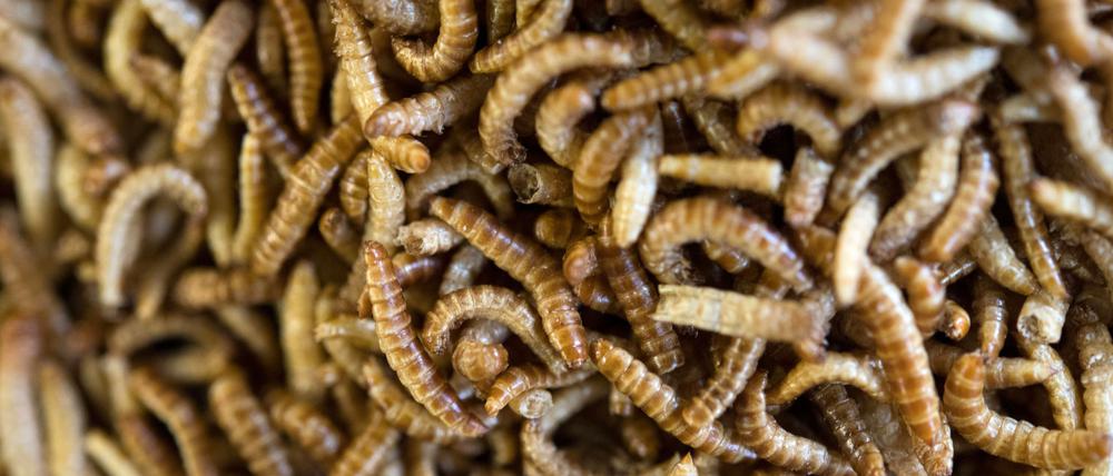 Anders als in Deutschland sind in vielen Ländern weltweit Insekten auf dem Teller nichts Ungewöhnliches.