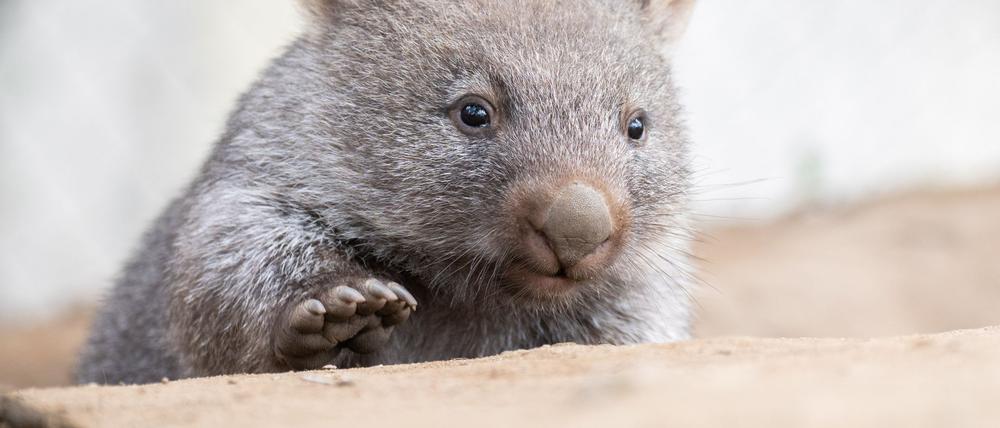 Tierschützer fürchten, dass das Wombat-Baby bei der Aktion verletzt wurde. (Symbolbild)
