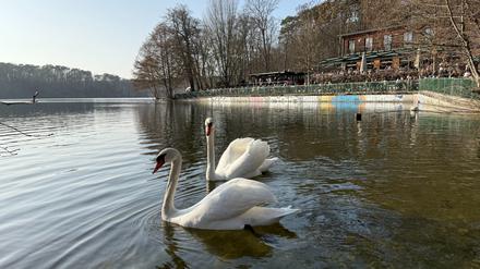Der Schlachtensee in Steglitz-Zehlendorf im März 2025: Sonnen-Bader bevölkern das Ufer, die Natur leidet unter dem großen Menschenandrang.