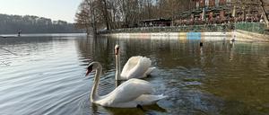 Der Schlachtensee in Steglitz-Zehlendorf im März 2025: Sonnen-Bader bevölkern das Ufer, die Natur leidet unter dem großen Menschenandrang.