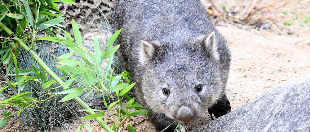 Das Wombat-Baby könnte bei der Aktion verletzt worden sein. (Symbolbild)