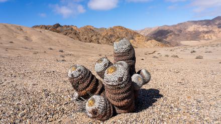 Selten und teuer: Copiapoa-Kakteen aus der chilenischen Atacama-Wüste.