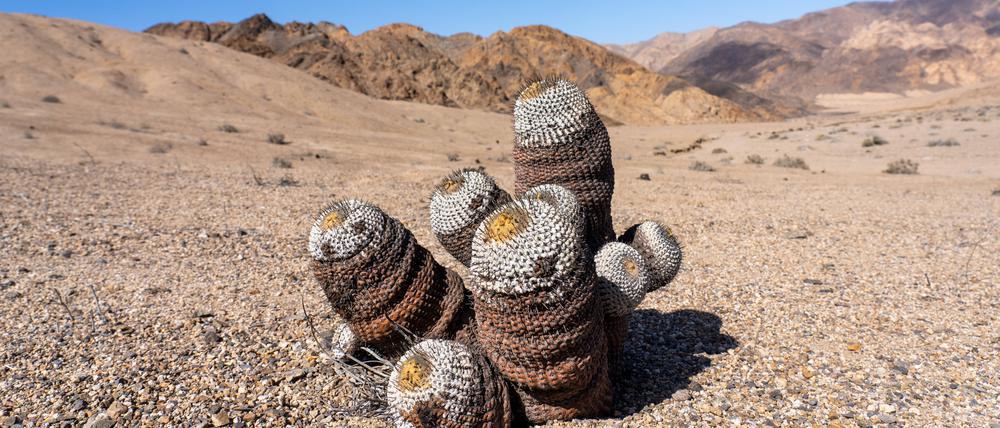 Selten und teuer: Copiapoa-Kakteen aus der chilenischen Atacama-Wüste.