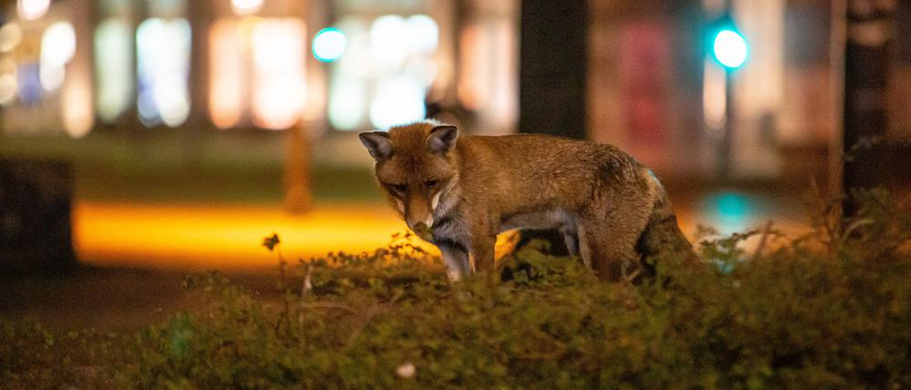 Der Fuchs erobert die Straße. (Archivbild)
