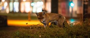 Der Fuchs erobert die Straße. (Archivbild)