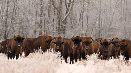 Der Wisent hat ein Comeback hingelegt, ist aber weiterhin auf Schutz angewiesen.