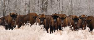 Der Wisent hat ein Comeback hingelegt, ist aber weiterhin auf Schutz angewiesen.