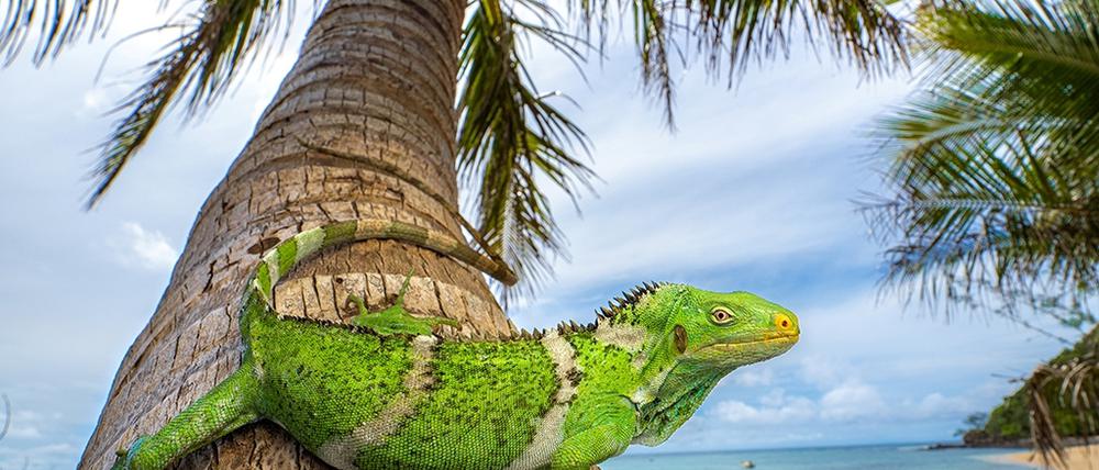 Ein Leguan (Brachylophus bulabula) auf den Fidschi-Inseln.