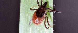 Zecken suchen sich ihre Einstichstellen bevorzugt unter den Armen, zwischen den Beinen und in den Kniekehlen. Wer sich viel in der Natur aufhält, sollte auf eine FSME Impfung zurückgreifen und sich so gegen Krankheiten schützen.