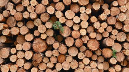 Immer wieder wird in Brandenburg Holz gestohlen. (Symbolbild)