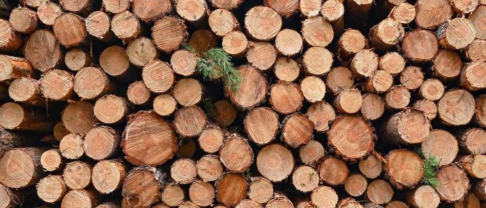 Immer wieder wird in Brandenburg Holz gestohlen. (Symbolbild)