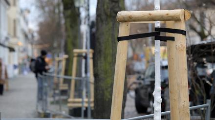 In der Dortustraße Potsdam wurden unlängst 16 Ulmen gepflanzt.