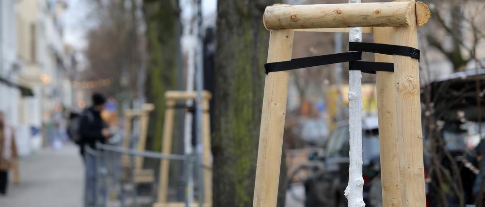 In der Dortustraße Potsdam wurden unlängst 16 Ulmen gepflanzt.