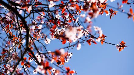 Der kalendarische Frühlingsanfang am Donnerstag wird vielerorts sonnig. 