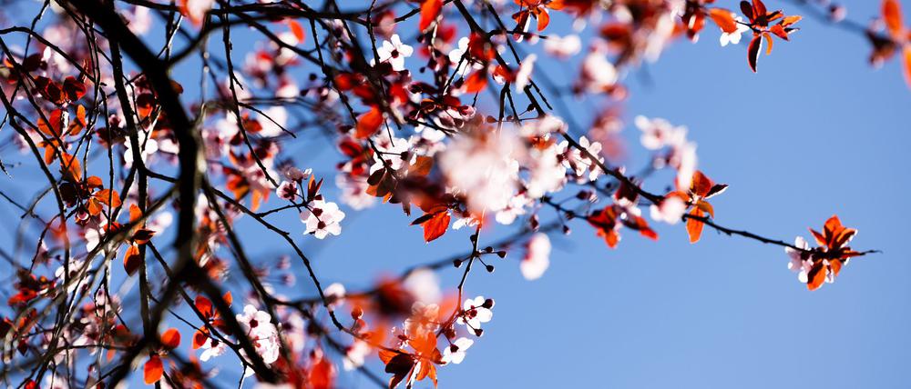 Der kalendarische Frühlingsanfang am Donnerstag wird vielerorts sonnig.