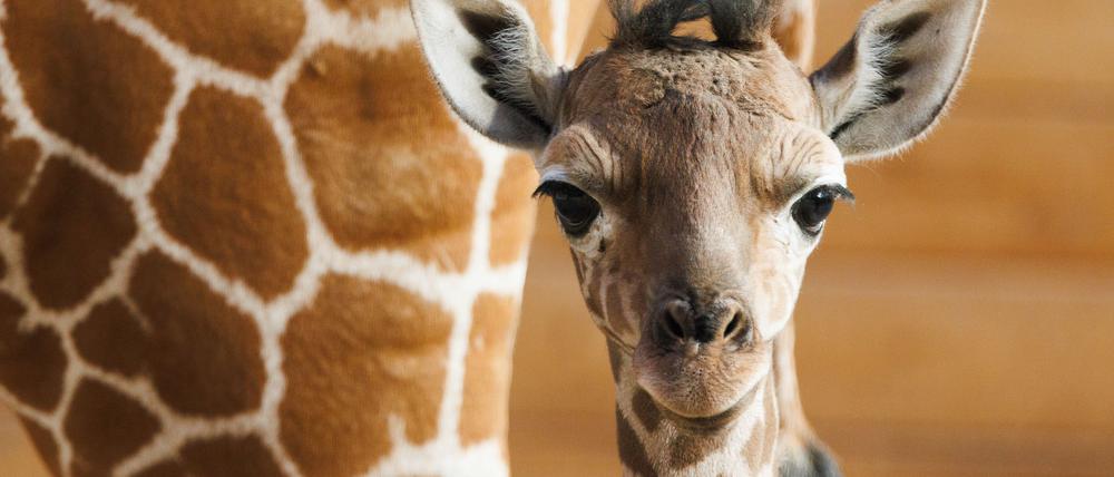 Das Giraffenjunge Kianga wurde nach seiner Geburt am 10. März nun der Öffentlichkeit vorgestellt.