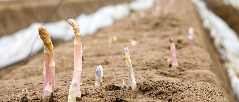 Der erste Spargel in Brandenburg ist bereit für die Ernte. (Archivild)