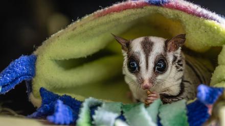 Tierschützer raten davon ab, Sugar Glider privat zu halten. 