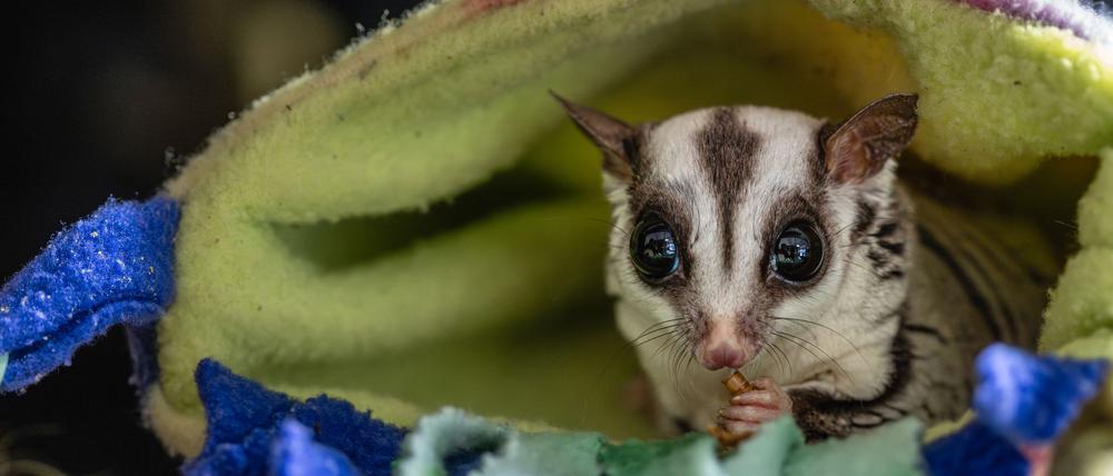 Tierschützer raten davon ab, Sugar Glider privat zu halten.