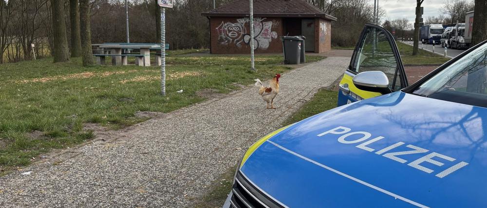 Hahn Hermann wurde von privaten Tierrettern eingefangen. (Archivbild)