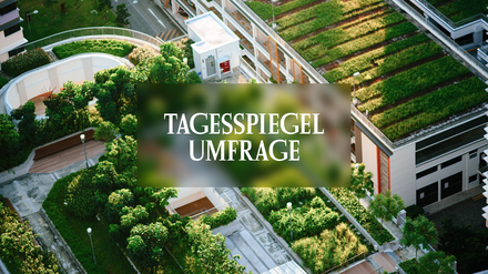 Tagesspiegel Umfrage