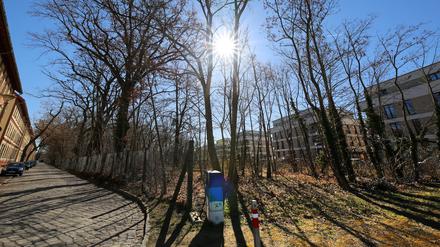Grünfläche Potsdam. Eine teilweise waldähnliche Fläche zwischen Kolonie Daheim und Suse Ahlgrimm Straße wird zur Erholungsfläche mit Spielplatz und Aussichtsturm umgebaut.