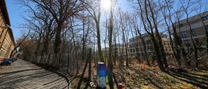 Grünfläche Potsdam. Eine teilweise waldähnliche Fläche zwischen Kolonie Daheim und Suse Ahlgrimm Straße wird zur Erholungsfläche mit Spielplatz und Aussichtsturm umgebaut.