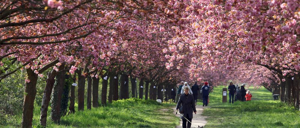 28.04.2023, Teltow, Brandenburg, GER - Menschen laufen die TV Asahi Kirschbluetenallee entlang. Allee, aufgeblueht, aussen, Aussenaufnahme, Baumbluete, Berliner Mauerweg, Biologie, bluehen, bluehend, Bluete, Blueten, Bluetenstand, Botanik, botanisch, Brandenburg, deutsch, Deutschland, entspannen, Entspannung, Europa, europaeisch, Flora, Fruehjahr, Fruehling, Gewaechse, Jahreszeit, Japanische Zierkirsche, Kaukasier, kaukasisch, Kirschbaeume, Kirschblueten, Kirschbluetenallee, Menschen, Natur, Personen, Pflanzen, Pflanzenwelt, QF, Querformat, rosa, spazieren gehen, Spaziergang, Teltow, TV-Asahi-Kirschbluetenallee, Weg, Westeuropa 230428D867TELTOW.JPG *** 28 04 2023, Teltow, Brandenburg, GER people walking along the TV Asahi cherry blossom 28.04.2023, Teltow, Brandenburg, GER - Menschen laufen die TV Asahi Kirschbluetenallee entlang.

Credits: IMAGO/Frank Sorge
Medien-ID0246079604