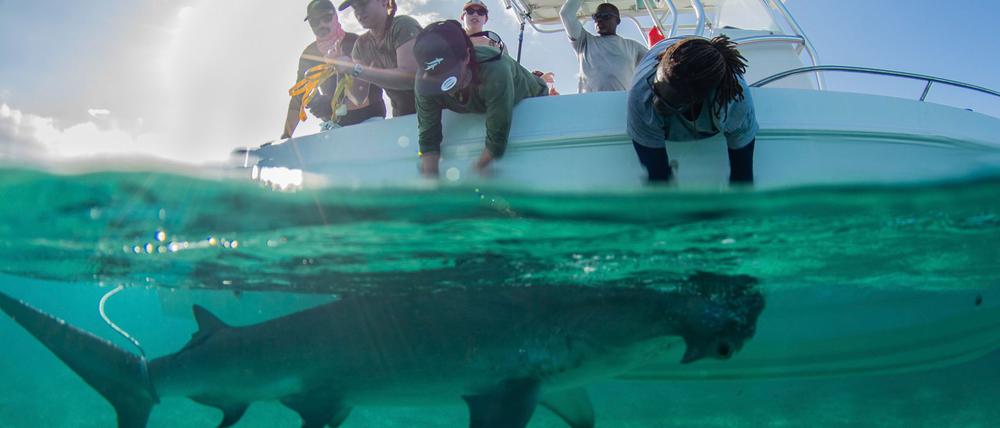 In den Gewässern der Bahamas gibt es für die Tiere reichlich Beute.