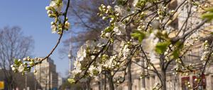 Blühende Sträucher und Bäume in der Karl-Marx-Allee in Berlin-Friedrichshain kündigen den Frühling an. Im Hintergrund der Fernsehturm am Alexanderplatz. 