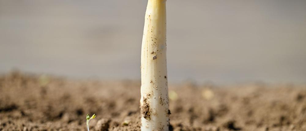 Der erste Spargel