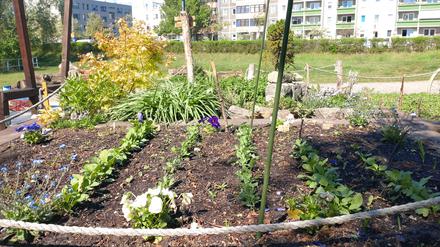 Klimagarten Drewitz