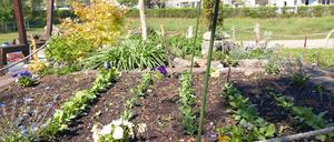 Klimagarten Drewitz