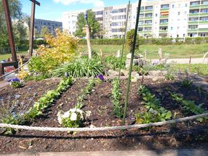 Klimagarten Drewitz