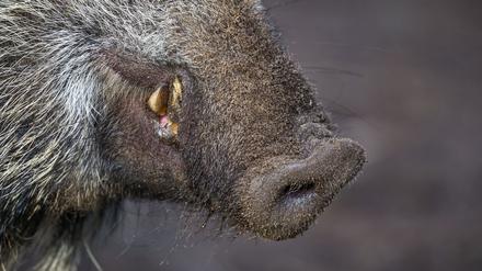 Ein Schweinepest-Fall ist im Landkreis Märkisch-Oderland nachgewiesen worden. (Symbolbild)