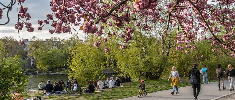 Cherry Blossom in Berlin, Germany Frühling in Berlin, Japanische Kirschblüten , Sakura, vo, TV-Asahi gespendete japanische Kirschbäume in Treptow am Landwehrkanal. *** Cherry Blossom in Berlin, Germany spring in Berlin, Japanese cherry blossoms , Sakura, vo, TV Asahi donated Japanese cherry trees in Treptow on Landwehrkanal
BspKirschen