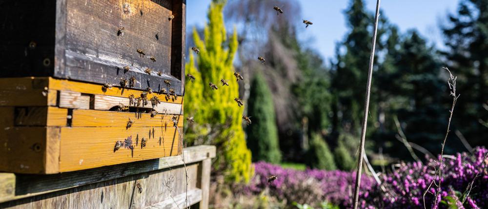 31 Bienenvölker wurden in Berlin gestohlen.