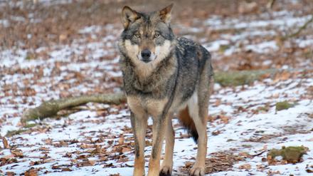 Der Wolf hat sich in Europa schnell verbreitet.