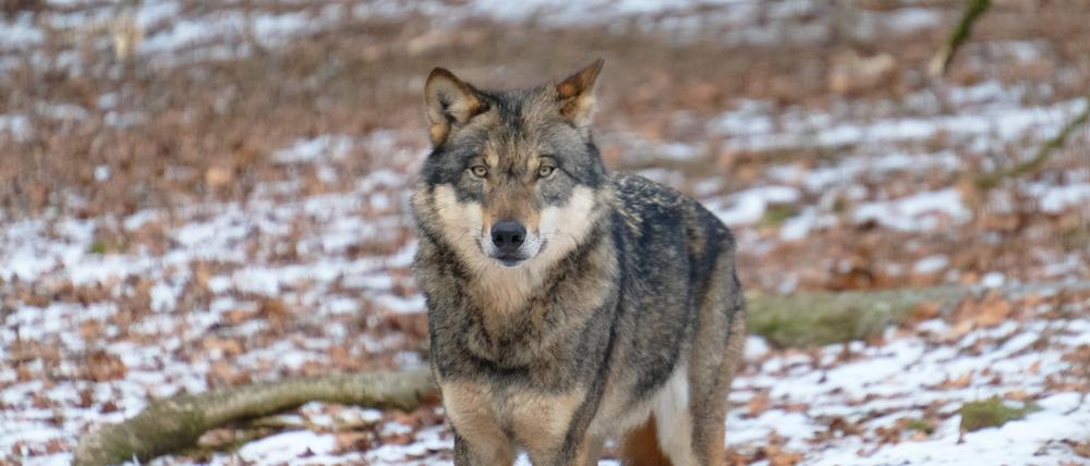 Ein europäischer Grauwolf in Deutschland.