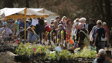 Am 3. und 4. April 2025 findet wieder der Berliner Staudenmarkt im Botanischen Garten in Berlin-Dahlem statt. 