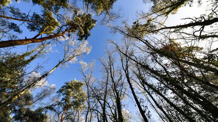 Der Berliner Wald im Winter.