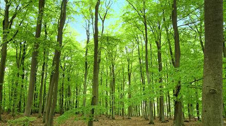 Aktuelle Daten zeigen erste Anzeichen, dass der Wald seine Funktion als Kohlenstoffsenke verlieren könnte.