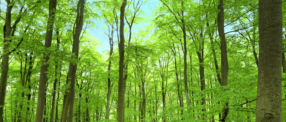 Aktuelle Daten zeigen erste Anzeichen, dass der Wald seine Funktion als Kohlenstoffsenke verlieren könnte.