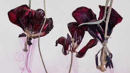 Kathrin Linkersdorff, „Floriszenzen 1“, 2019.
