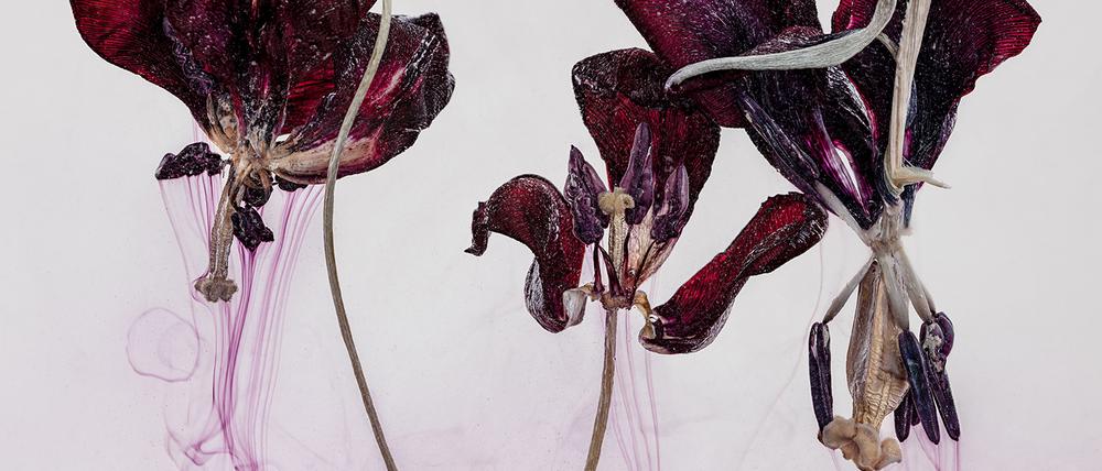 Kathrin Linkersdorff, „Floriszenzen 1“, 2019.