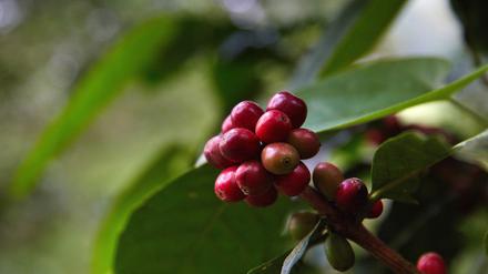 Nicht die Krönung, aber dafür frisch: Kaffee-Früchte.