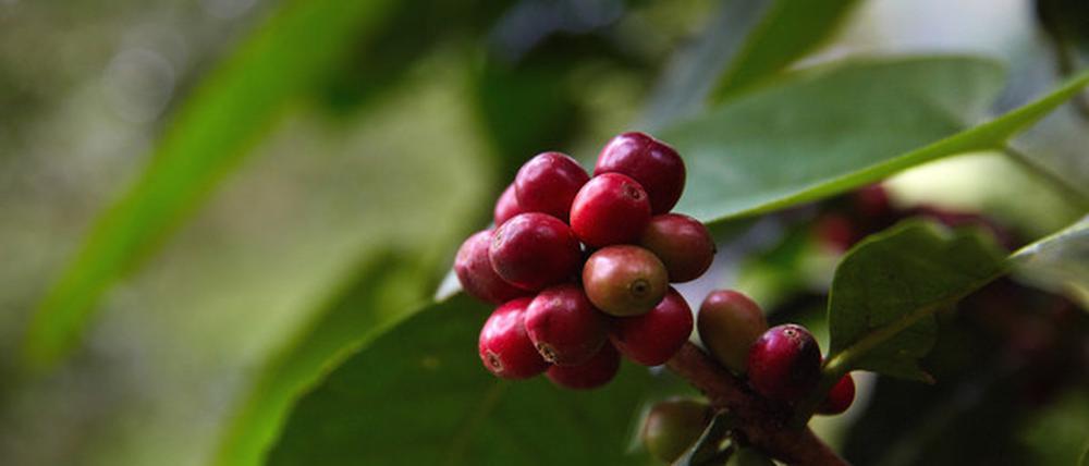 Nicht die Krönung, aber dafür frisch: Kaffee-Früchte.