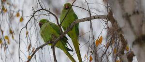 Halsbandsittiche auf einem Winterast Halsbandsittiche auf einem Winterast Copyright: xZoonar.com/WeronikaxTyczynskax 22746950